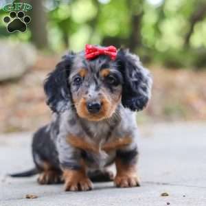 Emmy, Dachshund Puppy